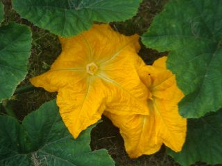Image shown: Pumpkin Patch by Paula Doyle