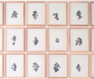 Image shown: Detail from Tom Molloy's Oak (1998)