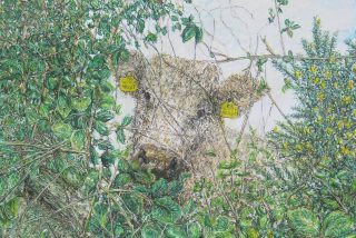 Image shown: Detail from Nosey Cow by Hugh Barr.