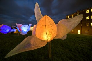 Image shown: Tom Meskell’s Night Flowers installation from the Well Festival of Arts and Wellbeing 2017. Photo credit: Keith Currams.