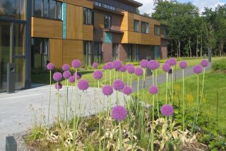 St Francis Hospice Dublin